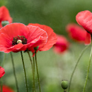 Remembrance Day Assembly